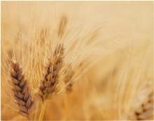 Wheat Wheat